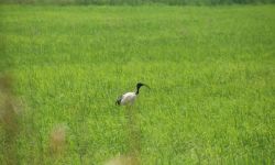 Termas da Azenha ibis-in-the-ricefield