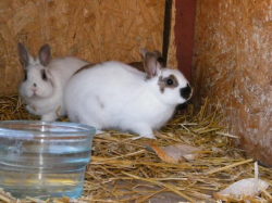 De Couter konijnen